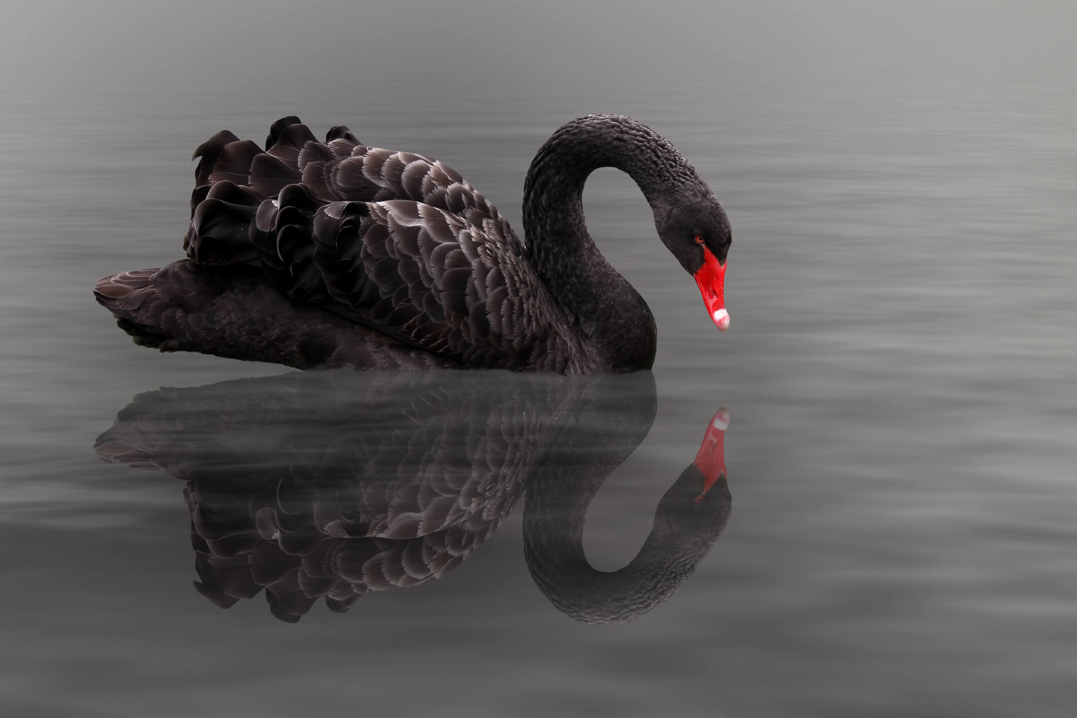 Negotiation Training: What Are Black Swans and How Can You Identify Them?